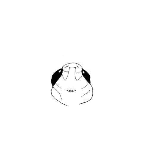 image of sprite